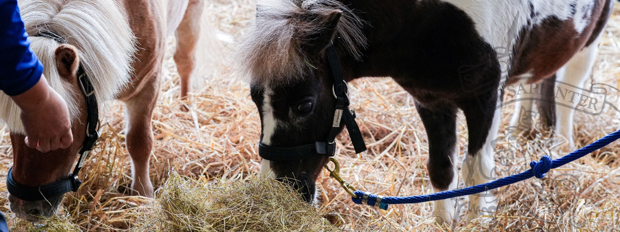 Exploring the Year of the Horse with Our Early Years at King’s Bangkok